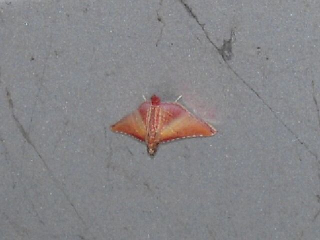 ���٥�ȥ���ᥤ��