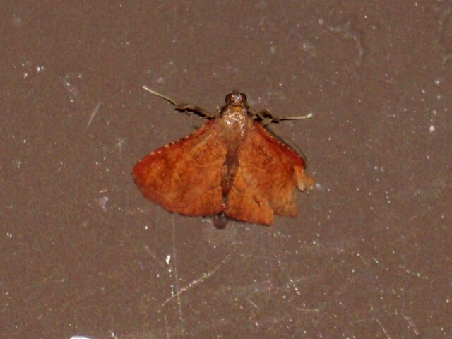 ���Х����ȥ���ᥤ��