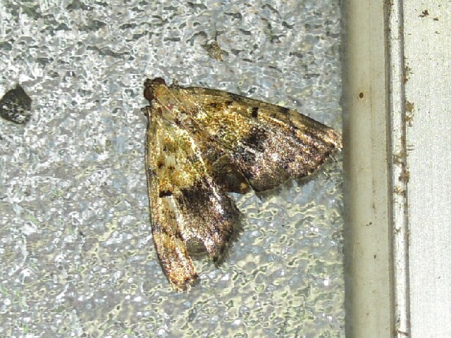 �����եȥᥤ��