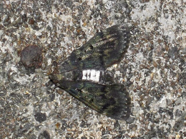 �ʥ������եȥᥤ��