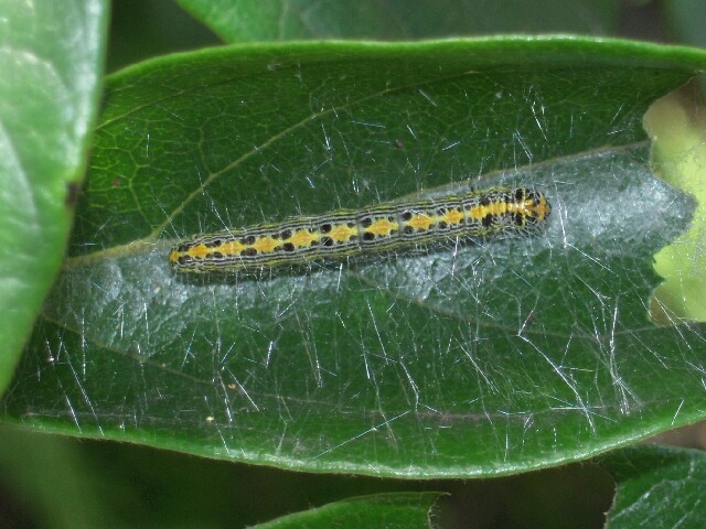 �ʥ������եȥᥤ��������