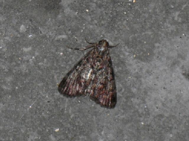 �����եȥᥤ��