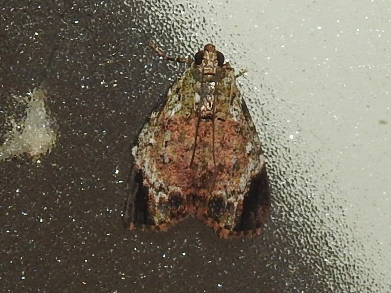 �ʥ��ȥӥեȥᥤ��