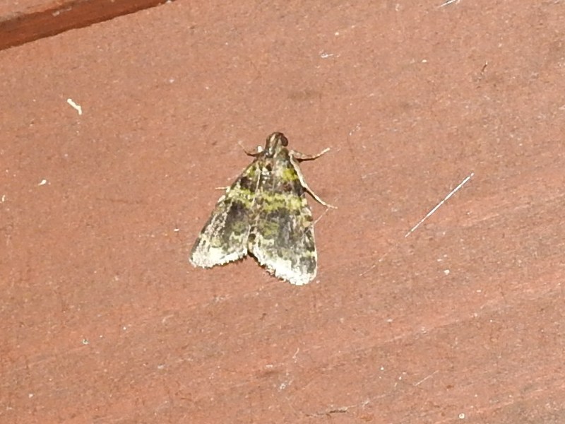 �����եȥᥤ��