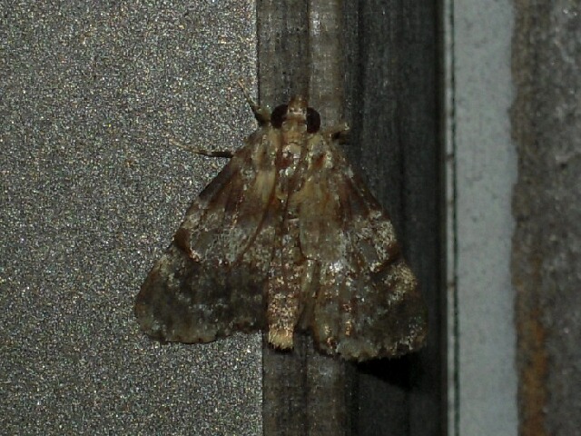 �ͥ����եȥᥤ��