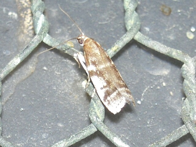 �ե������ƥ�ۥ��ޥ���ᥤ��