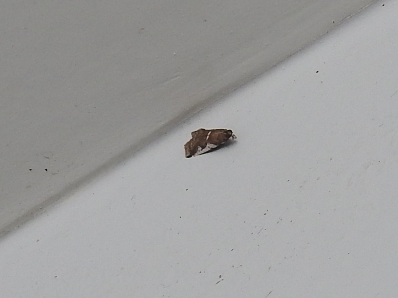 �ե������ƥ�ۥ��ޥ���ᥤ��