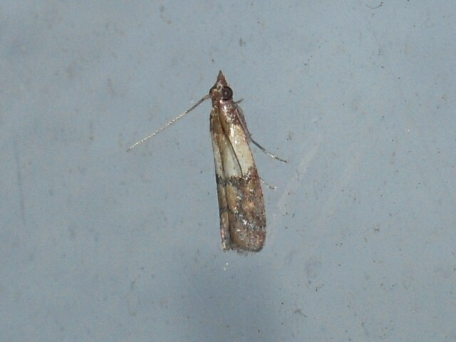 �Υ���ޥ���ᥤ��