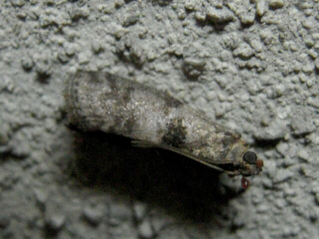 �ߥ��ɥޥ���ᥤ��