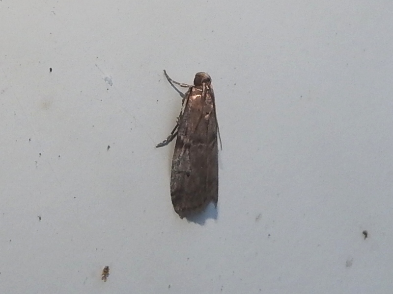 �ߥ��ɥޥ���ᥤ��