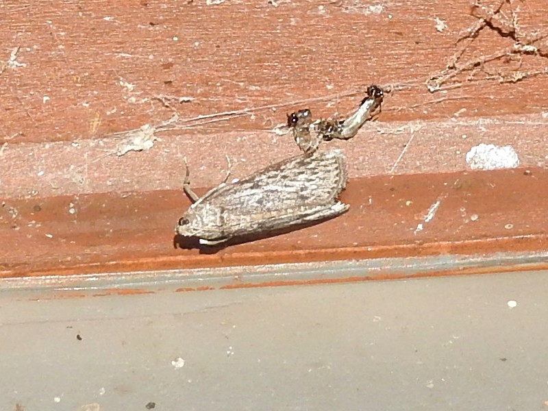 �����ҥ��ޥ���ᥤ��