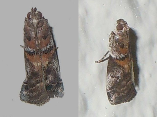 ���������ޥ���ᥤ��