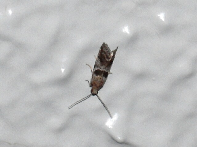 �ե������ޥ���ᥤ��