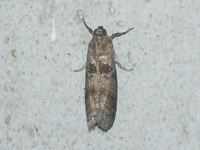 �ե������ޥ���ᥤ��