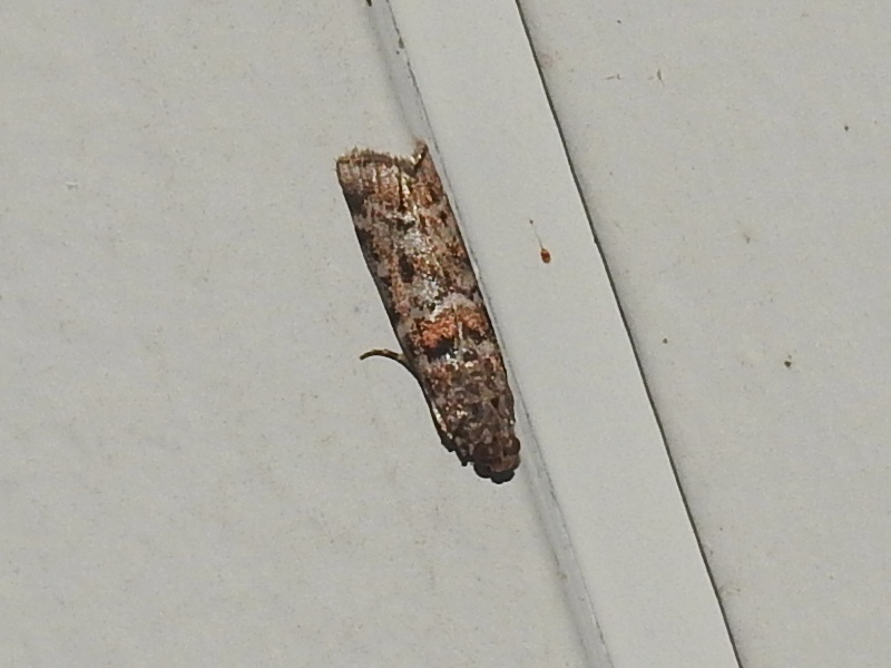 �ޥĥΥ���ޥ���ᥤ��