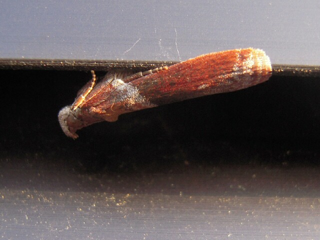 ����������饵���ޥ���ᥤ��