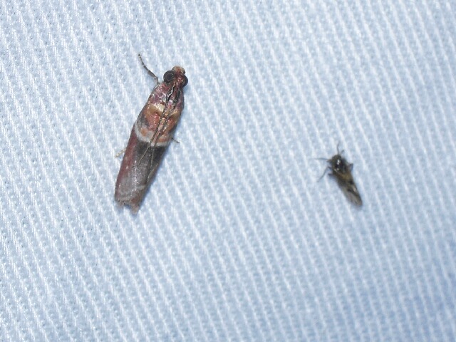 ����������饵���ޥ���ᥤ��