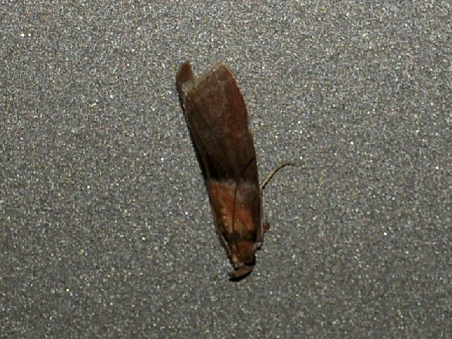 ����������饵���ޥ���ᥤ��