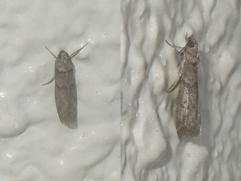 �ޥ���ᥤ��������