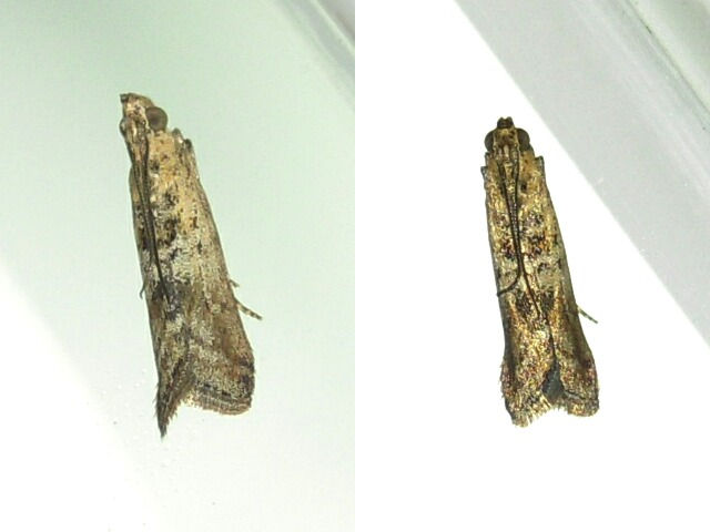 �ޥ���ᥤ��������