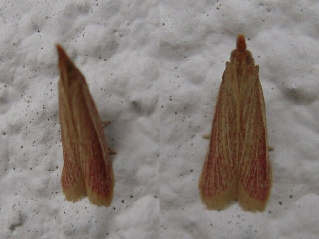 �ޥ���ᥤ��������