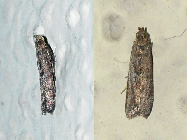 �ޥ���ᥤ��������