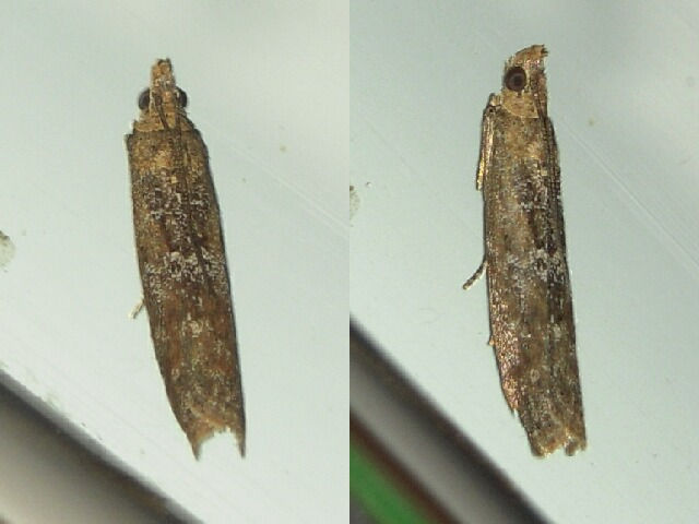 �ޥ���ᥤ��������