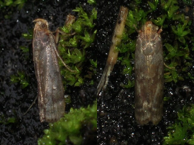 �ޥ���ᥤ��������