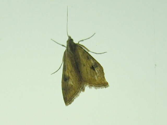 ������󥭥Υᥤ��