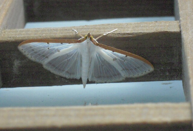 �ޥ������������Υᥤ��