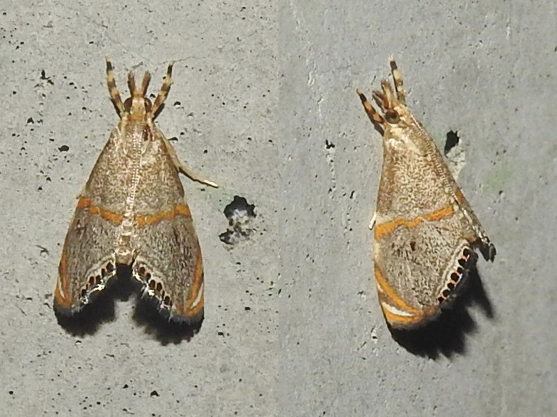 �����ӥ��ʥ���ĥȥ�