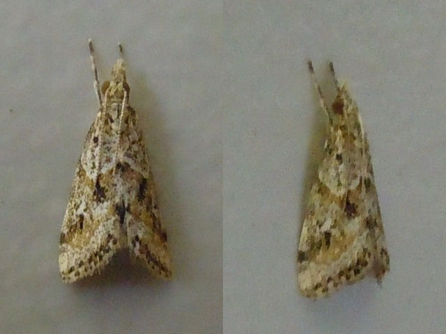 �����ӥĥȥ�