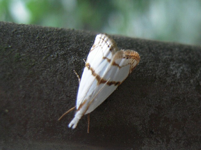 �ۥ������ĥȥ�