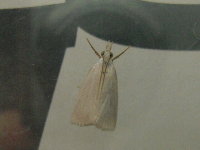 �ޥ����ĥȥ�