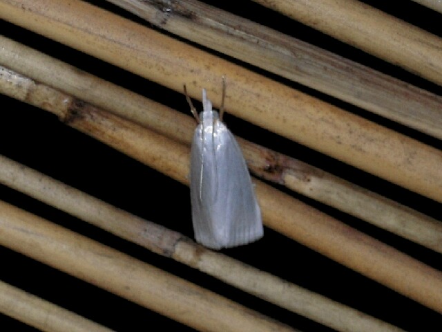 �ޥ����ĥȥ�