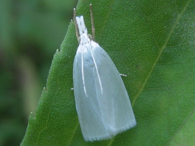 �ޥ����ĥȥ�