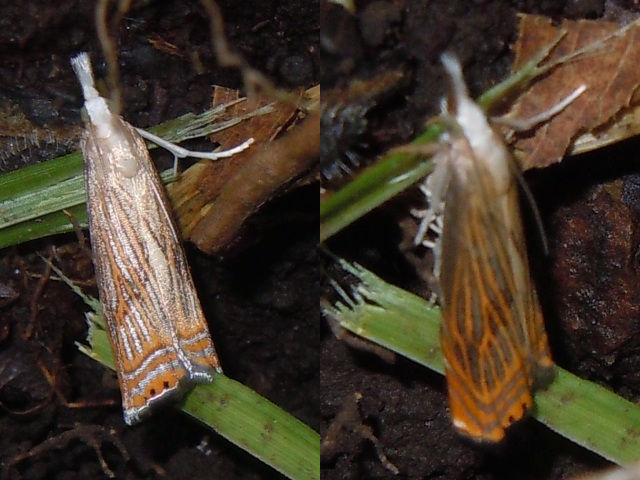 �������������ĥȥ���