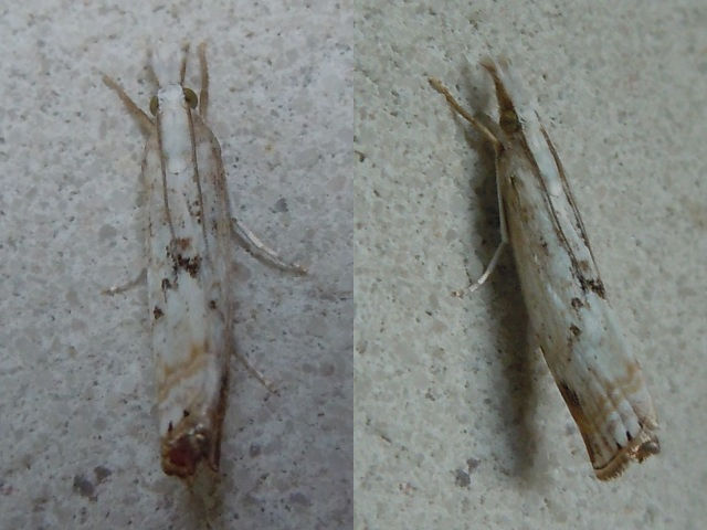 �ʥ����ĥȥ�