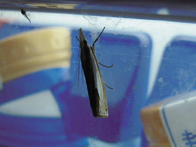 ���������ĥȥ�