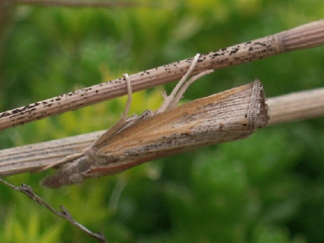 �����ե����ӥĥȥ�