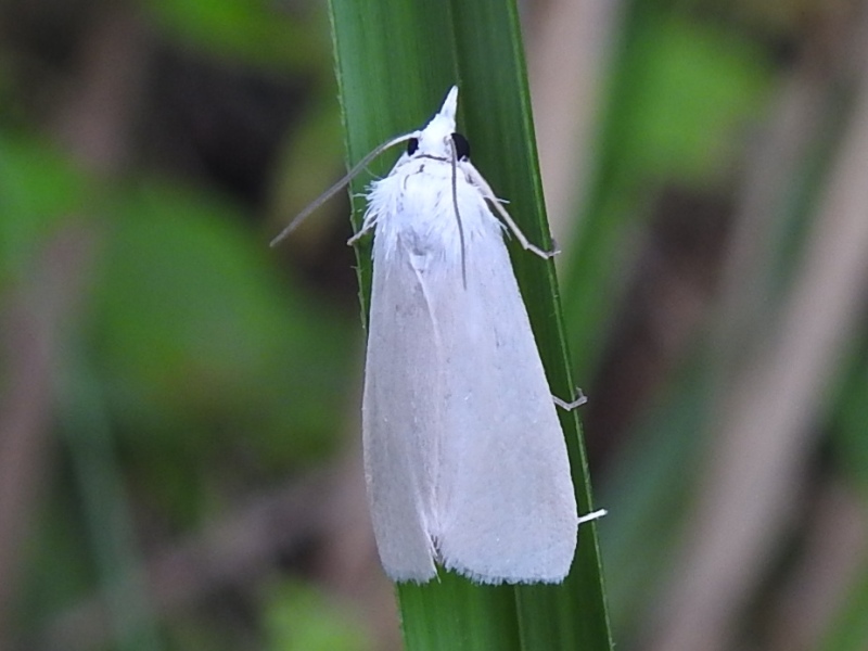 ���������ᥤ��