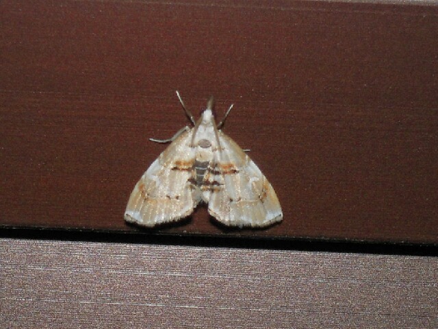 �ե����ӥ��ᥤ��