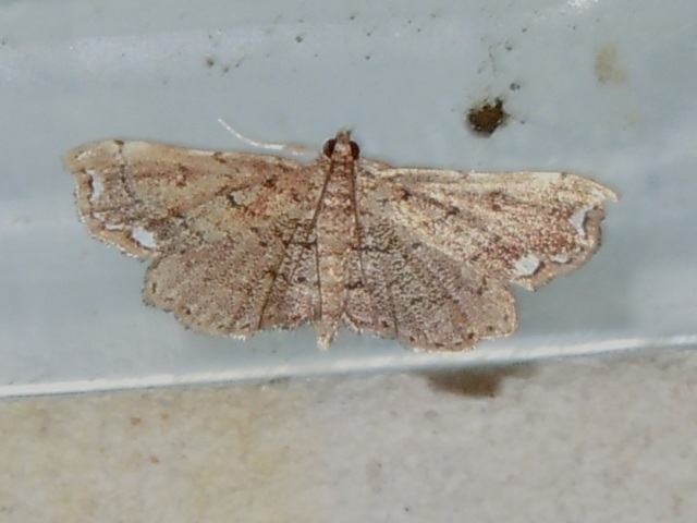 ���˥��������ᥤ��