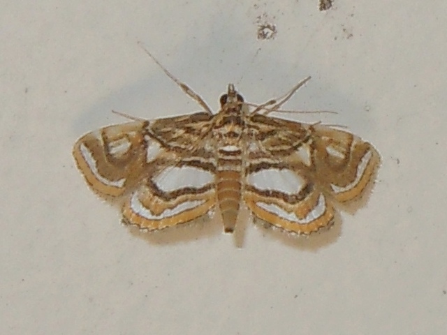 ���˥����ߥ��ᥤ��