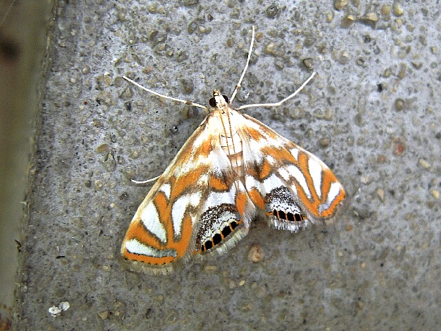 �����ӥߥ��ᥤ��