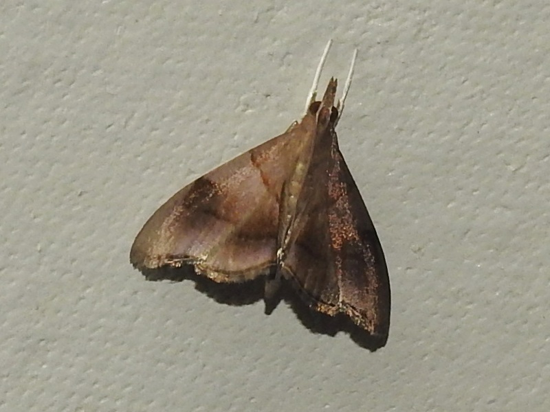 ����ޥᥤ������