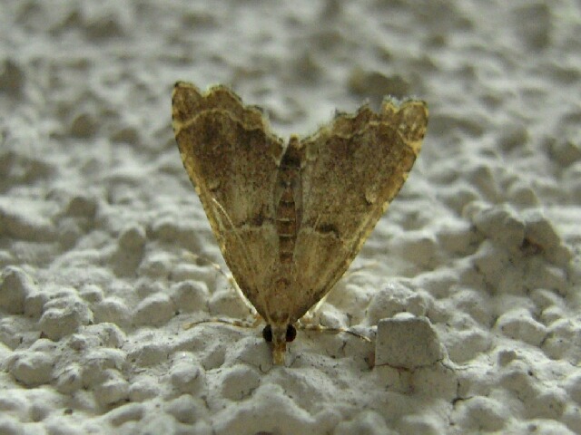 ������Υᥤ��