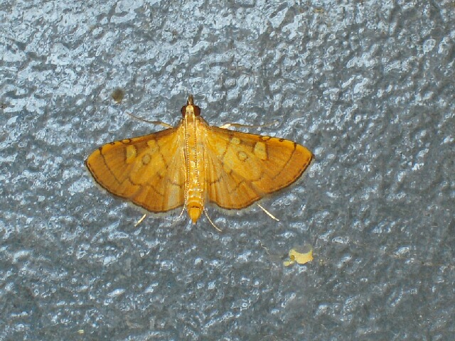 �ߥĥƥ�Υᥤ��