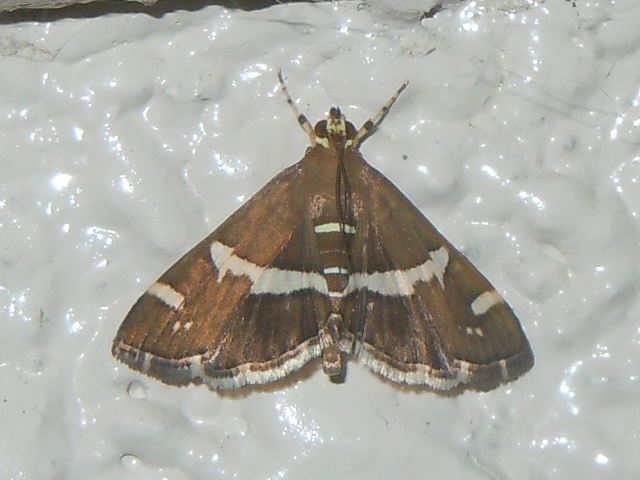 �������ӥΥᥤ��