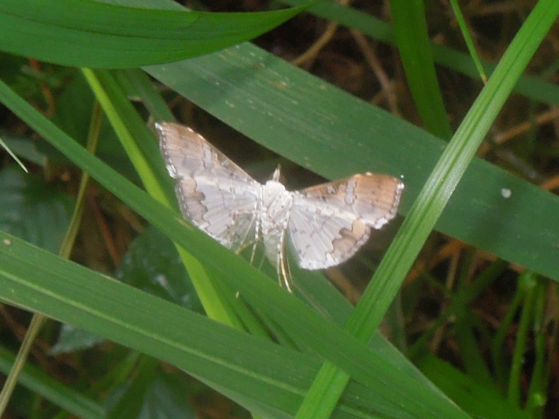 �������ӥΥᥤ��